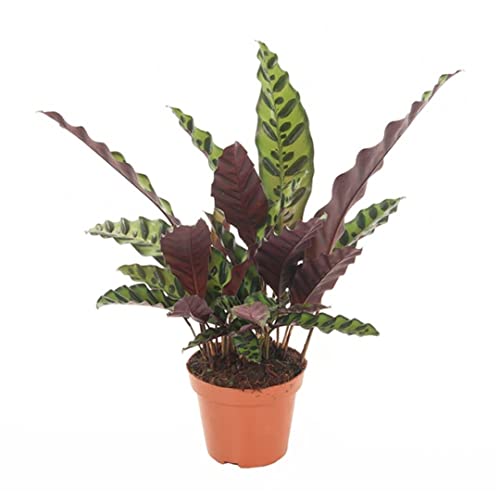 Plant In A Box - Calathea Insignis - Pianta Da Appartamento - Vaso 12Cm - Altezza 30-40Cm - Pianta Purificatrice D'Aria - Foglie Speciali