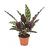 Plant in a Box – Calathea Insignis – Marantaceae – Kamerplant – Pot 12cm – Hoogte 30-40cm