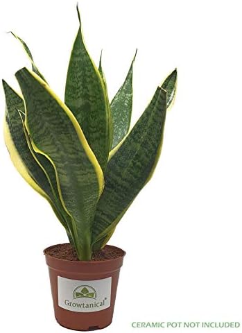 The Invincible air purifying Plant ! - Sansevieria trifasciata - Mother in Laws Tounge