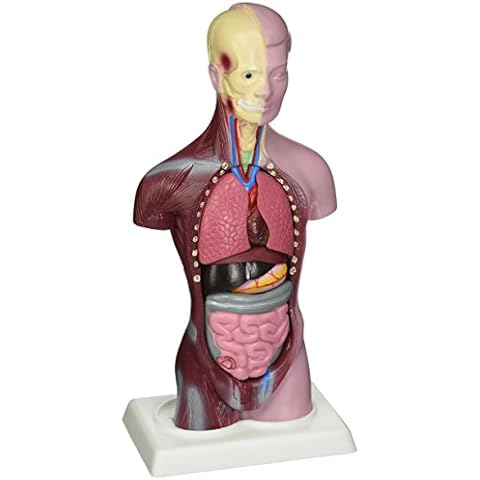 Budget Little Joe - Anatomical Torso with both Muscular and Surface Skin by Anatomical Chart Company Cover