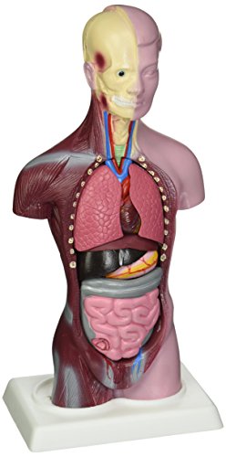 Image of Budget Little Joe - Anatomical Torso with both Muscular and Surface Skin by Anatomical Chart Company