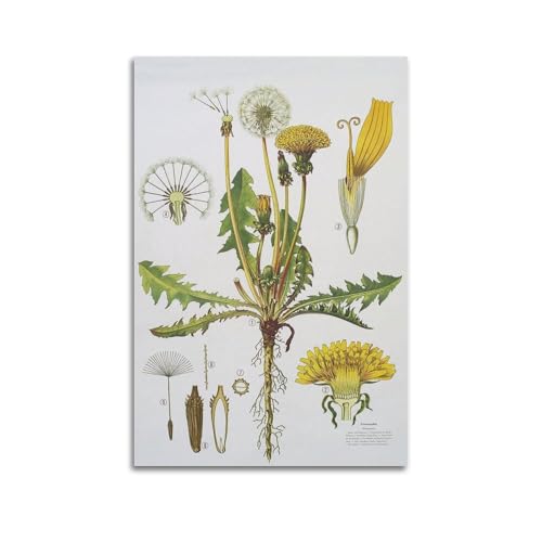 HNPBB Poster vintage de plante avec illustration de pissenlit, peinture décorative sur toile, affiches murales et impression d'art moderne, pour chambre à coucher, 30 x 45 cm