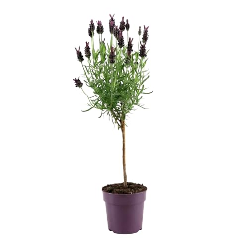 Bloomique - Lavandula Stoechas Anouk - Lavande Papillon sur Tige - Rustique - Plante balcon - Plante jardin - Parfumée - Hauteur 20-30 cm - Pot 12 cm