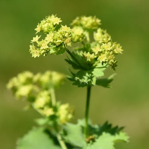 Foto von IDDA Herbal Frauenmanteltee 100g, Frauenmantel Tee