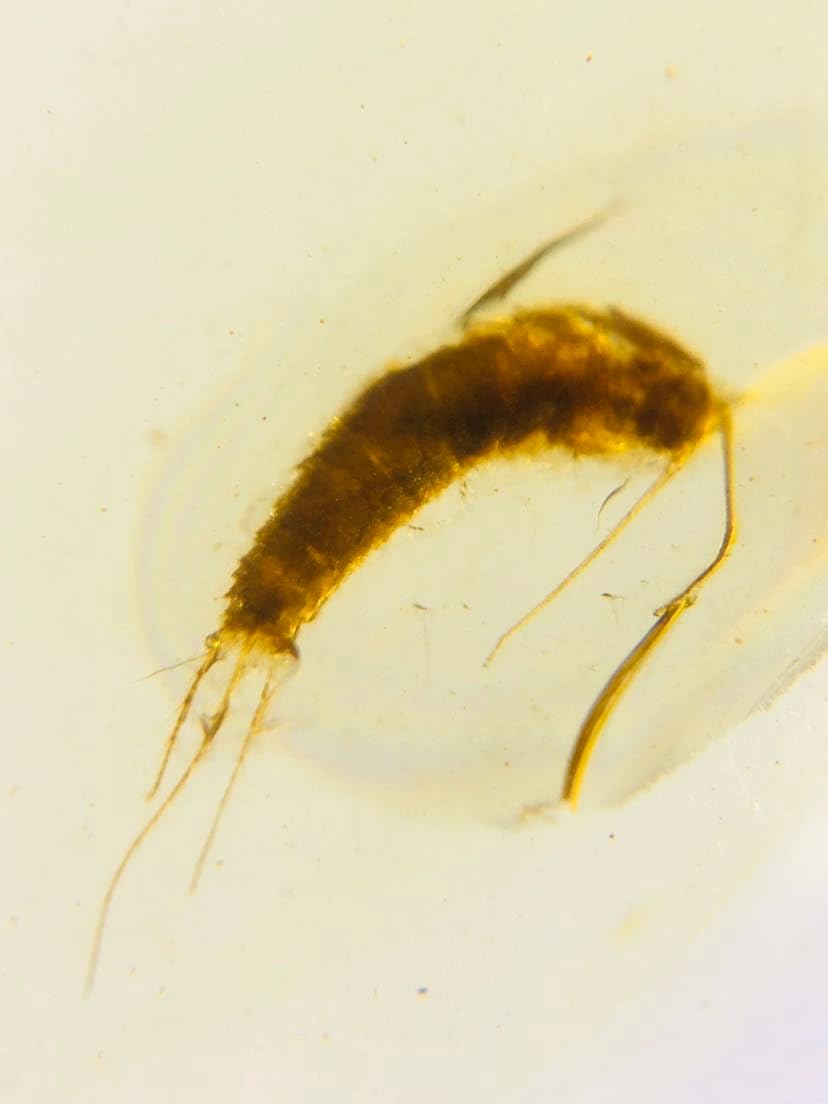 Burmese burmite Cretaceous Silverfish Insect Fossil Amber Myanmar