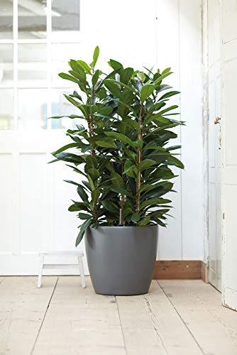 Elho Brussels Rond Wielen 47 - Bloempot - Antraciet - Binnen - Ø 46.5 x H 43.5 , 47 CM - Afbeelding 7