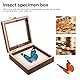 iplusmile 1 Satz Insektenprobenbehälter aus Glas Insekten-Schaukasten Sammlerbox für Insekten Vitrine für Schattenbox Holzrahmen Felsen Ausstellungsregale Schmetterlinge Vitrine Pin Vitrine
