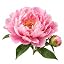 Peony