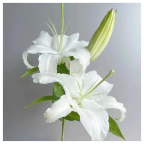 Lirio asiático Los bulbos de lirio están llenos de misterio-4bulbos-C