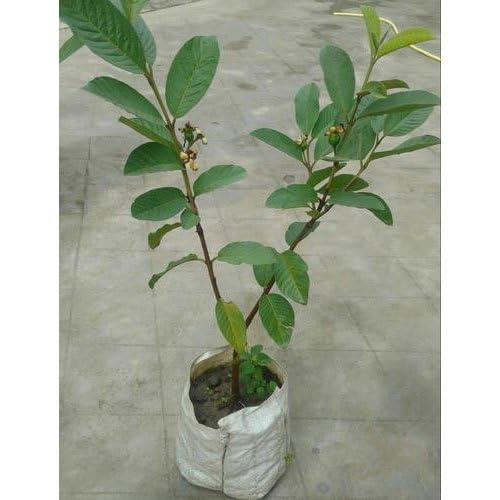 Image of Safeda Round Green Seedless Hybrid Guava Plant - Sweet White Flesh Amrud Tree | Rare Grafted Fruit Plant for Home Garden,CF SG44