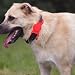 jojofuny 2Er Pack Silikon SchutzhüLle Kompatibel Mit Air Tag FüR Haustier Kratzfeste Anti-Verlust Abdeckung FüR Hundemarken Leichte SchutzhüLle FüR Haustierhalsband