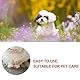 Cerioll Pulver Für Hunde, Styptic Powder, Blood Stop Powder, Hämostatisches Pulver Für Haustiere Für Hunde Katzen Haustier Hunde Katzen Hautpflege, 50g