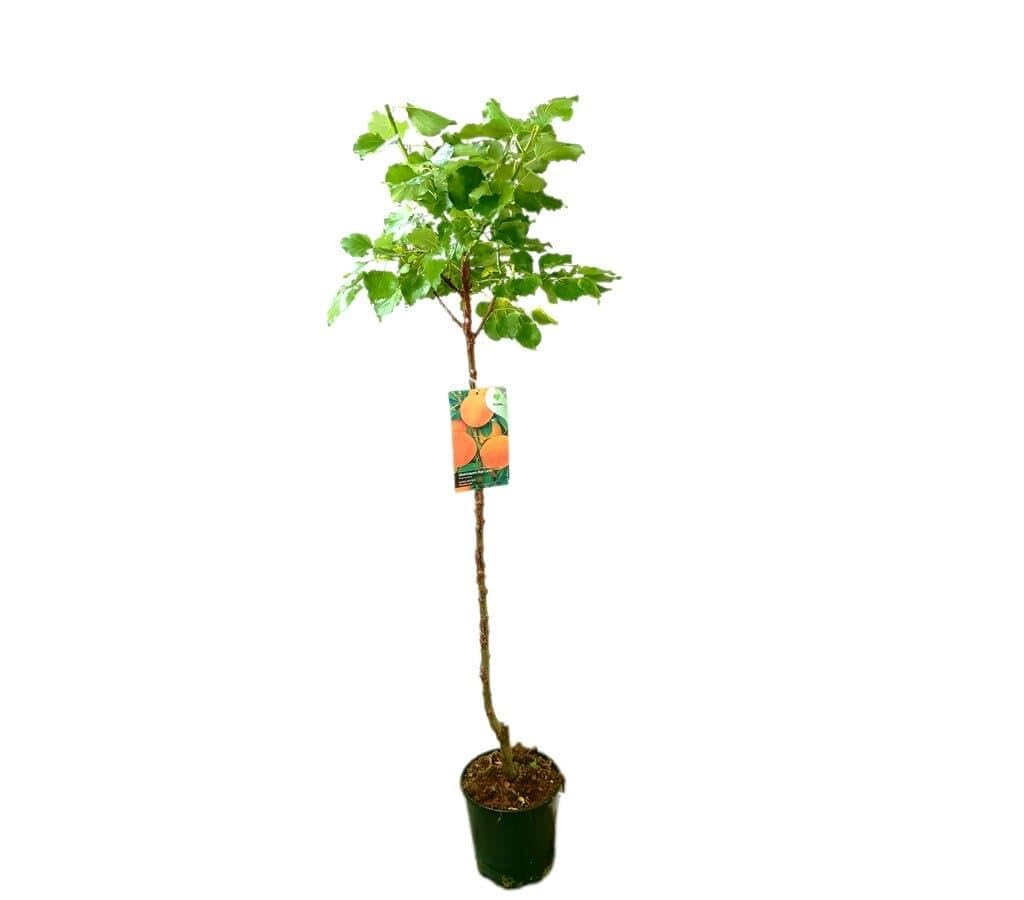 Garden Center Shop | Albaricoquero Rojo Carlet M25 | Árbol Frutal Natural de Albaricoque | Fruto Rojizo y Aromático | Planta Exterior para Huerto, Jardín o Terraza