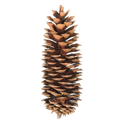 Vickerman Dried Sugar Pinecones 9.5-10 inches