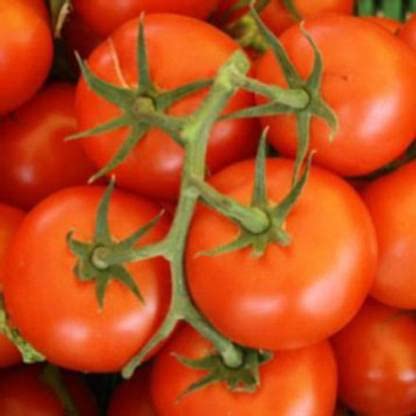 Green World F1 HYBRID TOMATO MAHALAXMI/TAMATAR SEEDS FOR KITCHEN GARDENING (10 seeds) (B09KM17LMX) Amazon Price History, Amazon Price Tracker