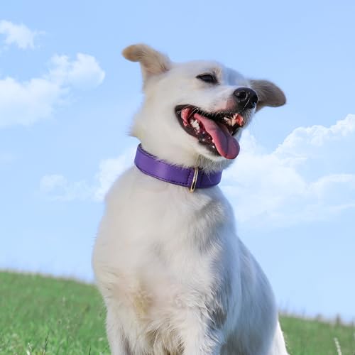 Collier chien violet imperméable et respirant Didog en taille L - 5