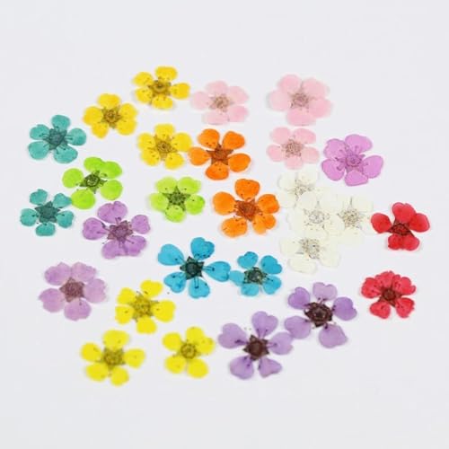 Accesorios de flores secas naturales para arte en uñas, 20 piezas miniatura 2