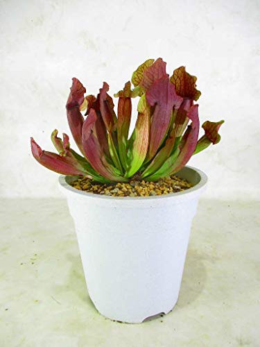 鉢 食虫植物の人気商品 通販 価格比較 価格 Com