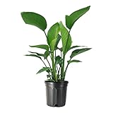American Plant Exchange White Bird of Paradise – 10-Inch Pot – Live Tropical Flowering Plant, Lush Architectural Foliage for Home, Garden, or Patio Decor