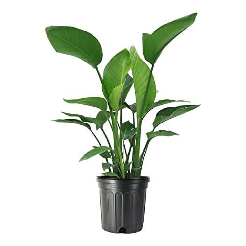 American Plant Exchange White Bird of Paradise – 10-Inch Pot – Live Tropical Flowering Plant, Lush Architectural Foliage for Home, Garden, or Patio Decor