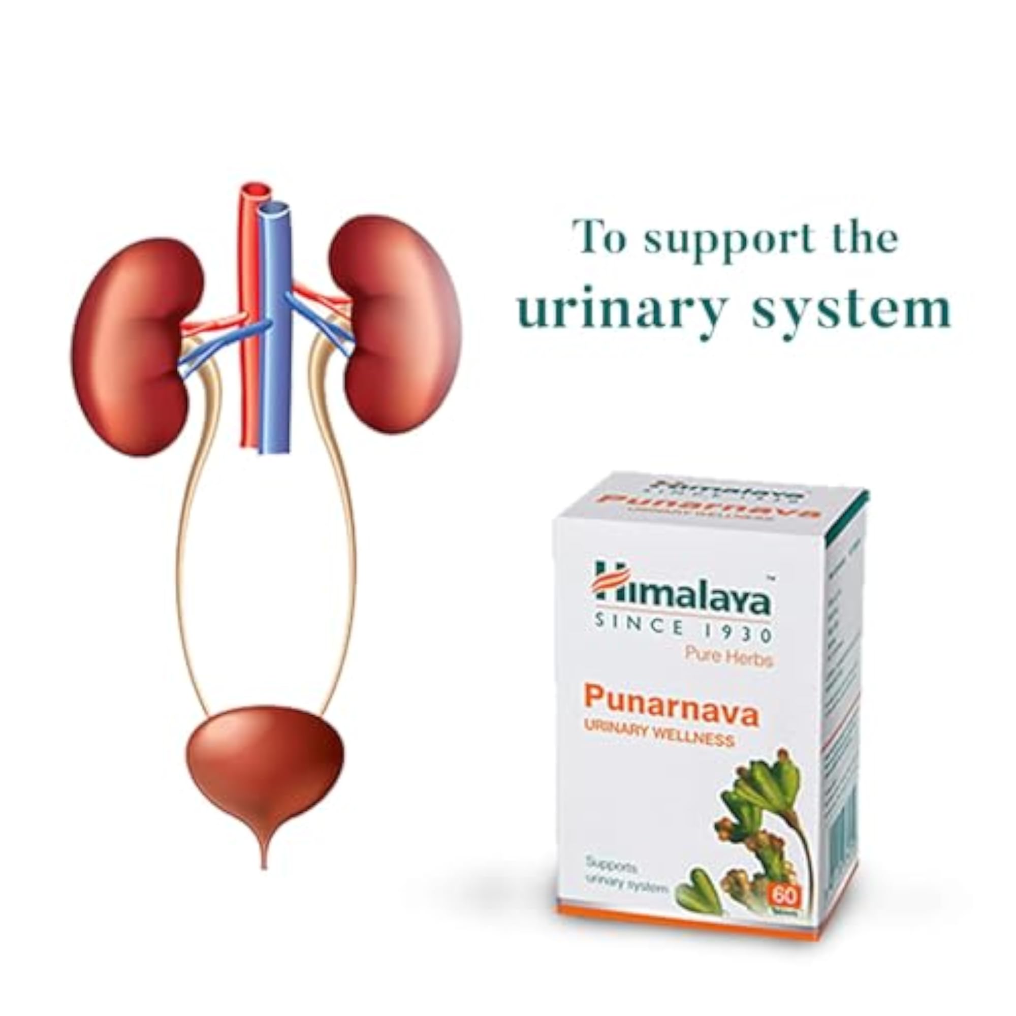 Himalaya Punarnava Tablets, 60 Count