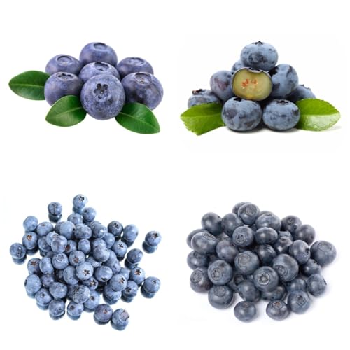 100 Pcs Blaubeeren Heidelbeeren Pflanzen Samen - Blueberry - Sapote Frucht, Winterharte Kübelpflanzen Wildheidelbeeren Bio Samen, Baumsamen, Pflanzen Für Sonnige Plätze Bonsai Samen, 100 Pcs Blaubeeren Heidelbeeren Pflanzen Samen - Blueberry - Sapote Frucht, Winterharte Kübelpflanzen Wildheidelbeeren Bio Samen, Baumsamen, Pflanzen Für Sonnige Plätze Bonsai Samen,