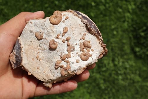 Image of Douvilleiceras & Gastropods Plate Cretaceous Fossils Fossils from Morocco Fossil Rock Ammonites Fossil A202