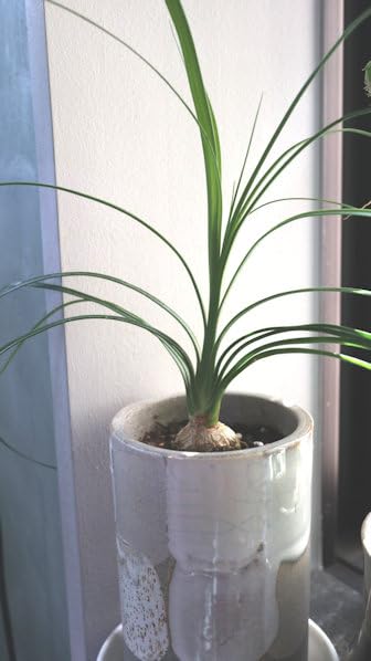 Amazon｜観葉植物 トックリラン（ノリナ ポニーテール） 鉢植え