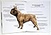 French Bulldogs (Comprehensive Owner's Guide)