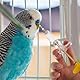 OUDQFCJ 2 Stück Vogel Fütterung Spritze, Futterspritze für Vögel Papageien, Fütterungs Spritze zum Verfüttern von Milch/Medizin an Kranke Vögel mit 4 Stücke Ernte Rohre (10 ml)