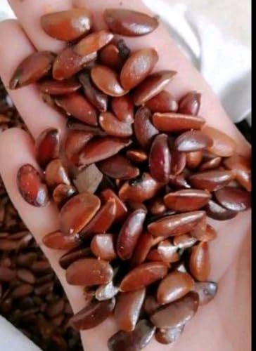 120 Seed Japanese Persimmon for Planting Non GMO Heirloom FuYu Persimmon