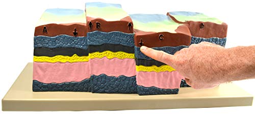 Image of Eisco - Fractures, Faults & Dislocations Model, 21 inch x 13 inch x 8 inch, Hand-Painted Geological Representation, Demonstrates Normal, Reverse & Strike-Slip Faults, Durable Polymer, Earth Science Classroom