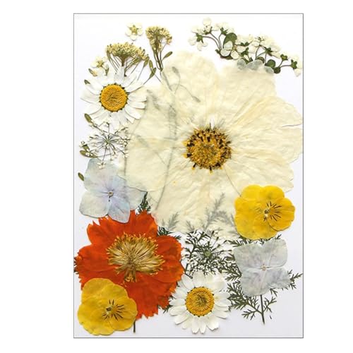 XNbvubLOAWG[AtHgt[AX}zP[XAubN}[NAfR[VɍœKȓVRԃhCt[Zbg