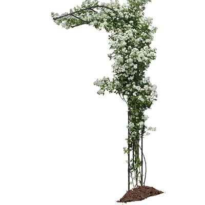BUKLIYN Half Sided Arch Against The Wall Garden Arch Trellis - Garden Arch Arbor Trellis for Climbing Plants Outdoor - Garden Arch Trellis Arbor for Home Yard and Garden?Black?