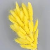 Photo Gallery fosangpushi fiori secchi a coda di coniglio,60 pezzi 45 cm fiori secchi code di coniglio erba bouquet casa camera da letto matrimonio ufficio della tavola accessori piante artificiali giallo Photo Gallery fosangpushi fiori secchi a coda di coniglio,60 pezzi 45 cm fiori secchi code di coniglio erba bouquet casa camera da letto matrimonio ufficio della tavola accessori piante artificiali giallo