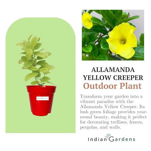 Image of Indian Gardens - Allamanda Yellow Creeper /Pentalinon Luteum Vine Flowers live plant | Outdoor Plant (White, 6 'Terracotta)