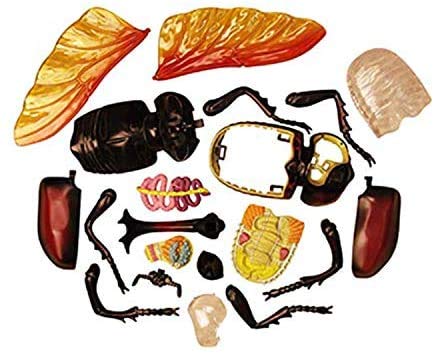 Anatomisches Modelltier, Hirschkäferorgan, Anatomisches Modell - Didaktisches Modell für biologische Insekten in 21 Teilen