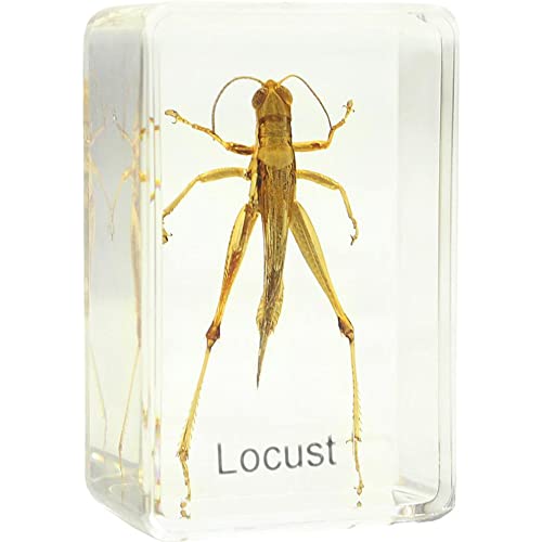 Preisvergleich Produktbild Omegon Dauerpräparat Heuschrecke