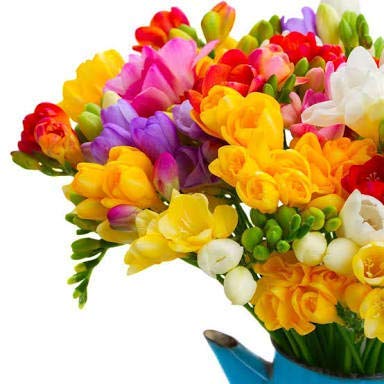 Audbhidhi Flower Bulbs| Freesia Bulbs Imported Fragrance Flower Bulbs For Home Gardening 100% Germination (Pack Of 2 Bulbs) Mixed (B09F3MNDRM) Amazon Price History, Amazon Price Tracker