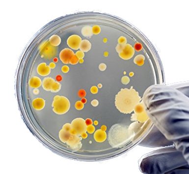 Ez Bioresearch Bacteria Science Kit (Iv) (Gift Pack): Prepoured Lb-Agar Plates And Cotton Swabs. Exclusive Free Science Fair Project E-Book Packed With Award Winning Experiments. (Iv Gift Pack) #TOP5