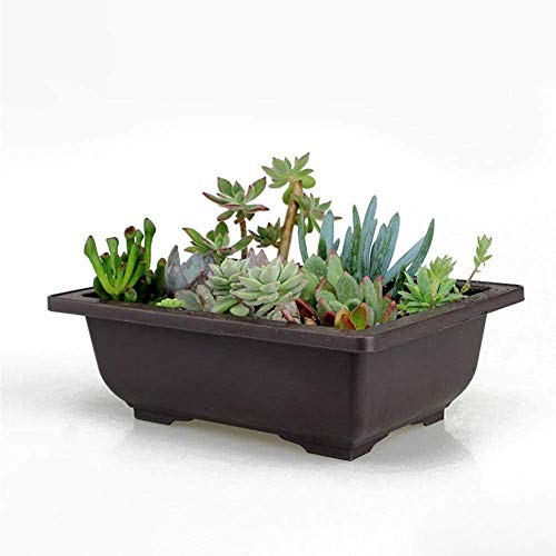 Pot de fleurs de formation pour bonsaï en plastique noir rigide aux finitions soignées