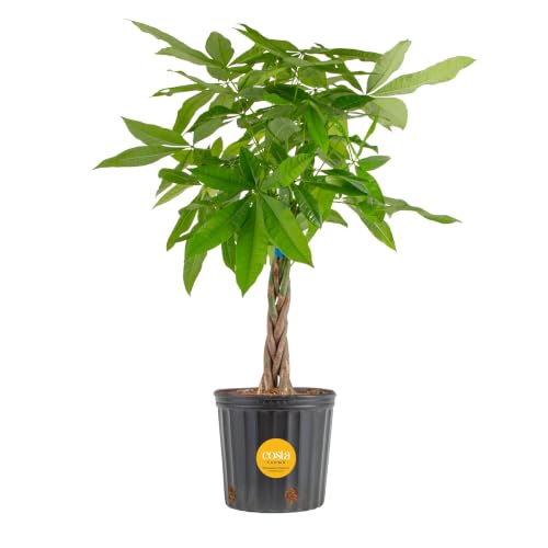 Costa Farms Money Tree, Live Indoor Plant, Braided Trunk, Easy Care | Braided good-luck tree, low-maintenance and forgiving. Pet-friendly and non-toxic. Great indoor houseplant. About 3-4 ft.