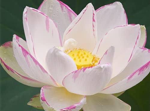 Aiden Gardens Aquatic Plant Lotus Seeds Nelumbo nucifera ‘Empress’ Lotus 10 Seeds