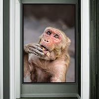 Framed Canvas Wall Art Monkey Animals Expressive Farmhouse/Country Living Room Monkey Multicolor Photography - 16x24 inches