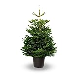 Verdecora Abeto Natural 125-150cm | Abies nordmanniana | Árbol de Navidad con Follaje Verde Intenso y Duradero | Ideal para Decoración Navideña en Interior o Exterior