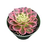 4' Live Succulent Plants Aeonium 'Dark Sea', Easy Care Potted Succulents, Indoor Houseplant, Unique Gifts, Home Office Décor