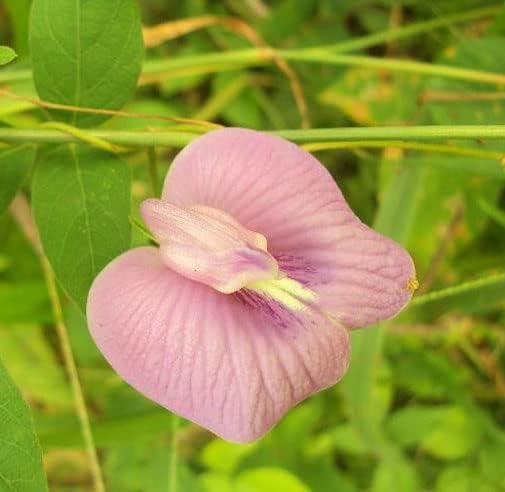 Clitoria ternatea Single Pink Butterfly Pea 10_Seeds