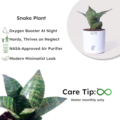 Image of Future Roots Live Snake Plant - Air Purifying Indoor Sansevieria Plant with Self Watering Pot | Low Maintenance Plant for Home, Kitchen, Living Room, Office Desk, Bedroom
