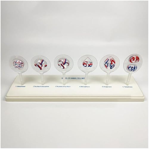 Animal and Plant Cell Mitosis and Meiosis Model, 12 Parts Medical Science Anatomy Cell and Mitosis Model Set for Biology Teaching Aid Equipment Teaching - Thumbnail 5