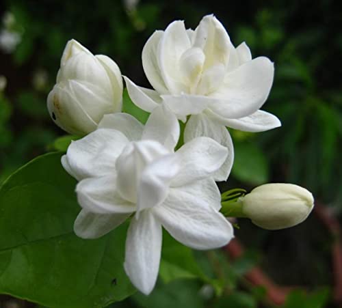 100+ Jasmine Seeds For Planting #TOP1